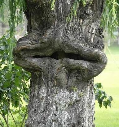 神经元 食人柳真吃人? 真的食人柳是这样的