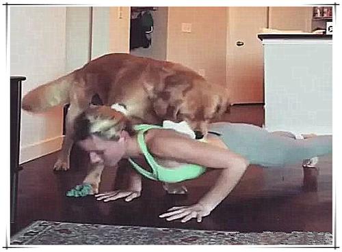 舜网 女子在做俯卧撑，狗狗突然骑到女主人身上，接下来一幕让人不淡定了