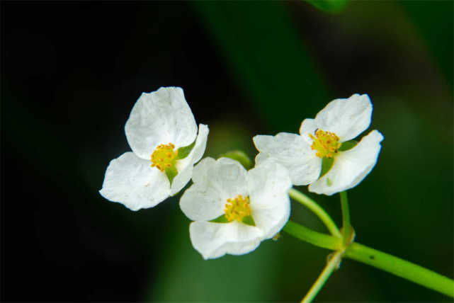 运势|从六月开始,运势持续走红,职场顺心如意,赚更多钱的3大生肖!