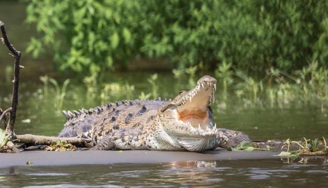 鳄鱼 鳄鱼家族有多倒霉？努力两亿年，每次都在要称霸时被地球“针对”