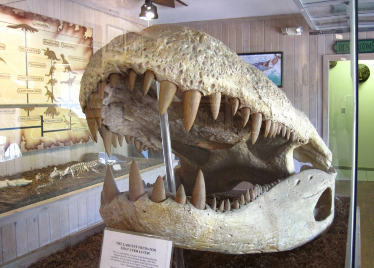 学习古生物学,未来可以做这些工作