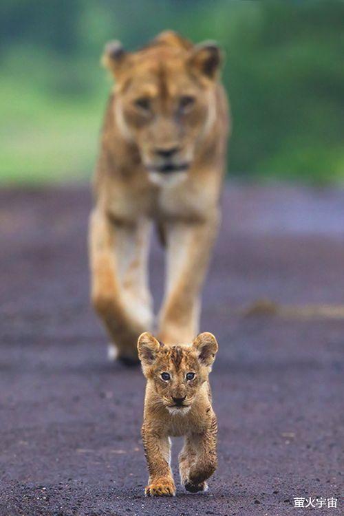 布鲁克林|小贝虎父无犬子，长子傍富姐成功，100万英镑签约名牌街头服饰