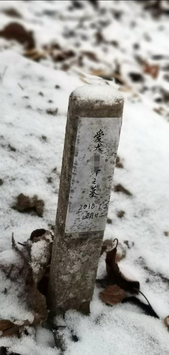 新手养狗大全 小区绿地现“狗坟”，占地1平米还有墓碑祭品，宠物身后事谁来管