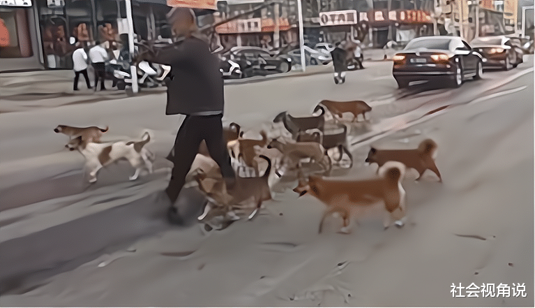 山西省 够霸气！山西大爷率领几十只狗过马路，秩序井然气势无人能挡