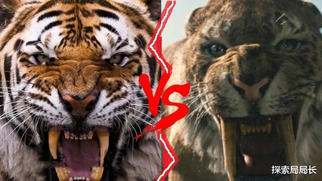 剑齿虎 东北虎vs剑齿虎，谁的战斗力更强？最终结果竟然是三七开