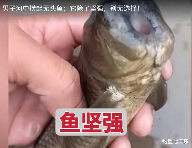 |身残志坚！无脸“猫头鱼”引发网友热议：看后没理由躺平了