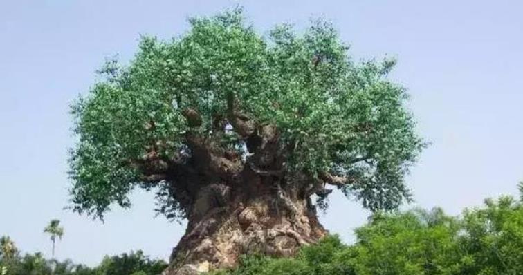 京跃伟哥|大门口种这三种树，不仅镇宅还旺财，你家种了吗？