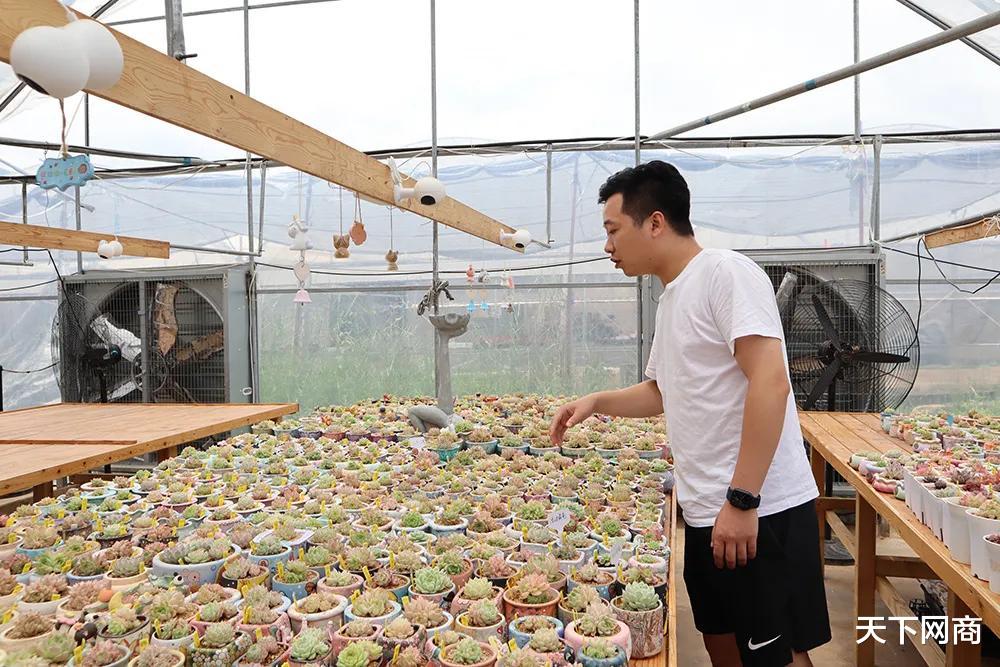 流浪汉|淘宝出现高温新职业：他帮网友云养27万盆多肉