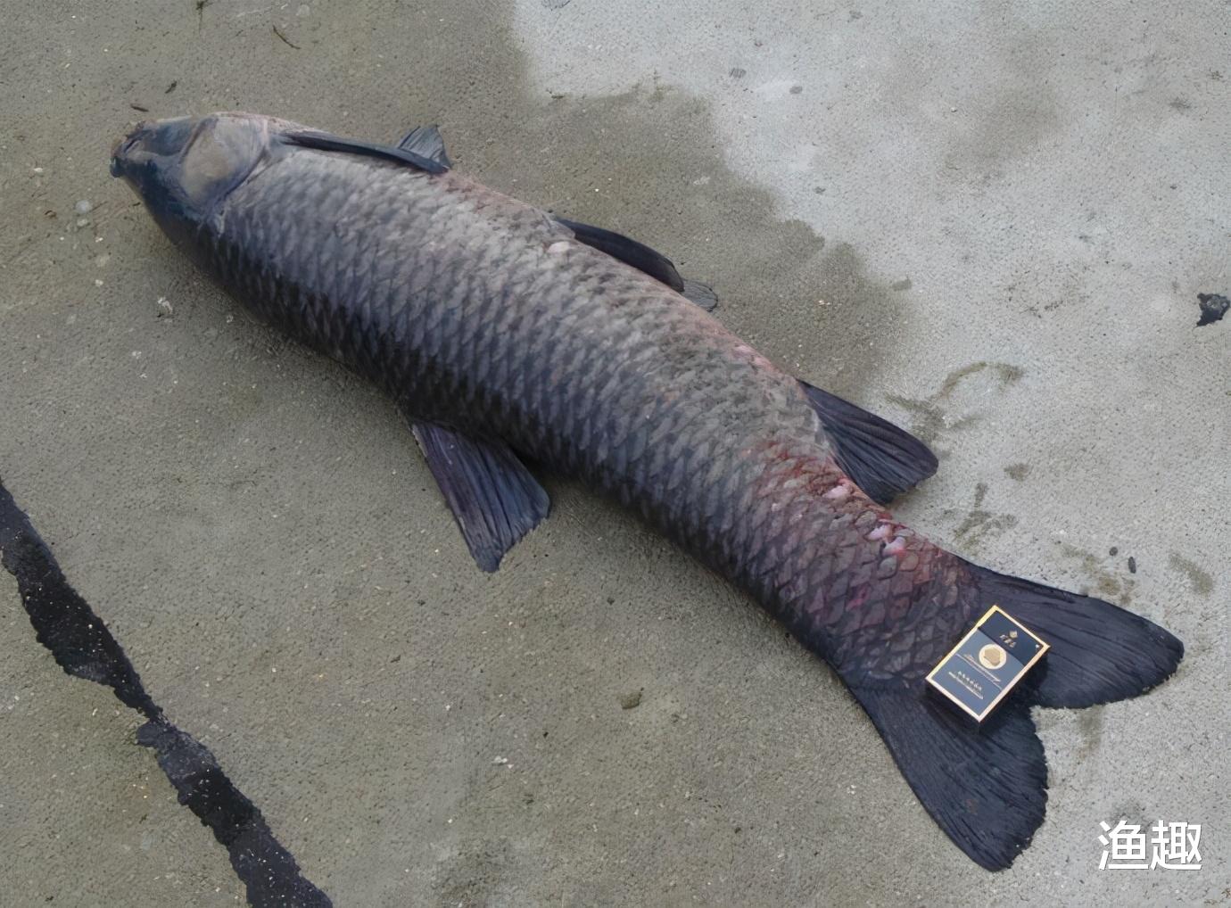 |有4种情况能让钓鱼人吹一辈子，你遇到几次？