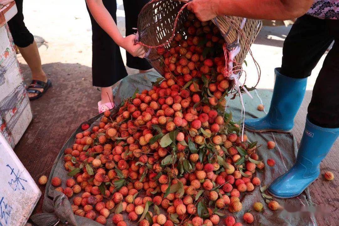 大炮说三农 价格“断崖式”下跌，只剩3元/斤，果农很着急，中间商要哭了