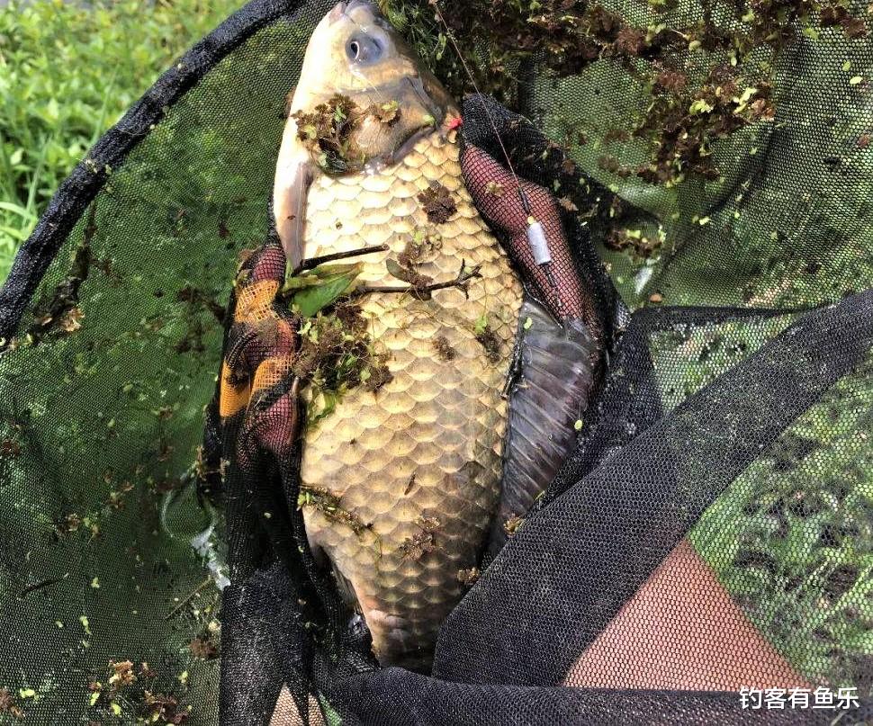 饵料|黑坑野钓这样调漂,拉鱼到爆护