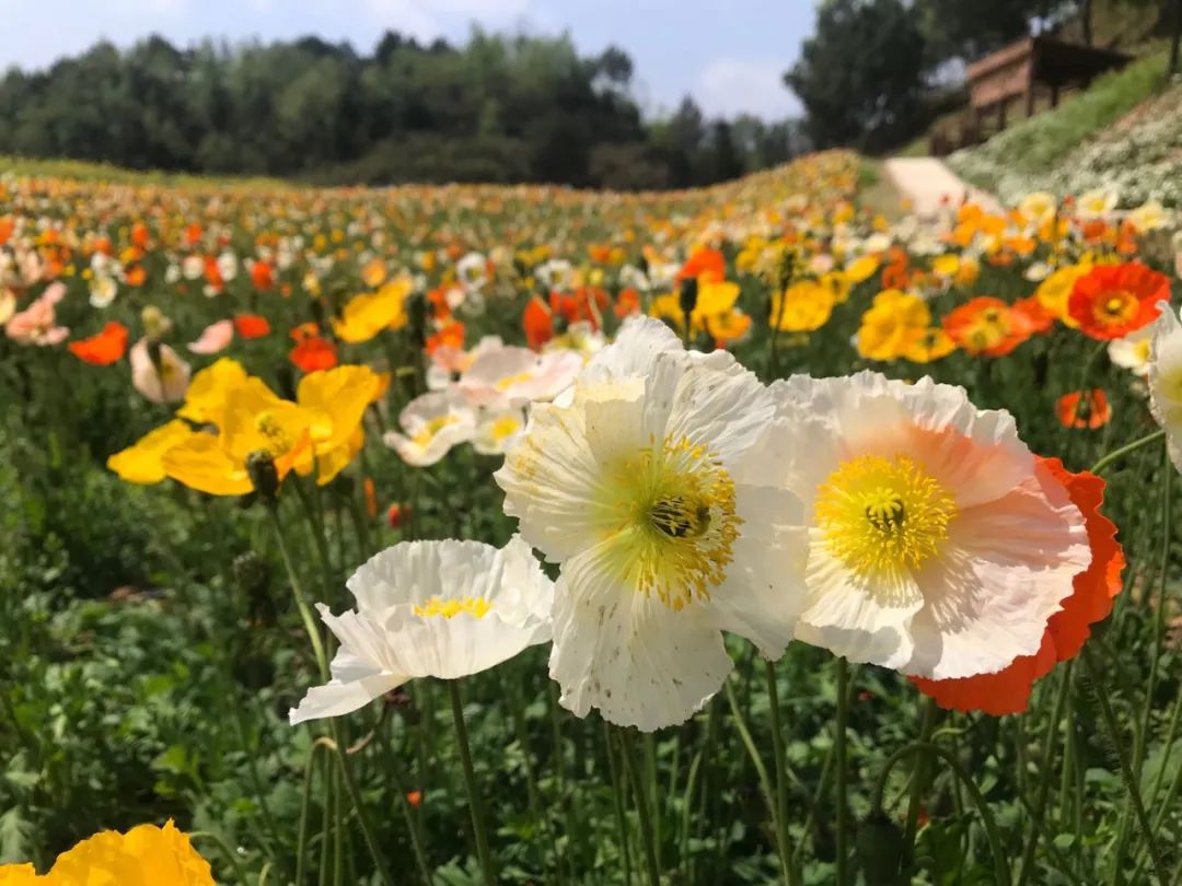 贵州出行 当季｜“五一”假期赏花打卡地→