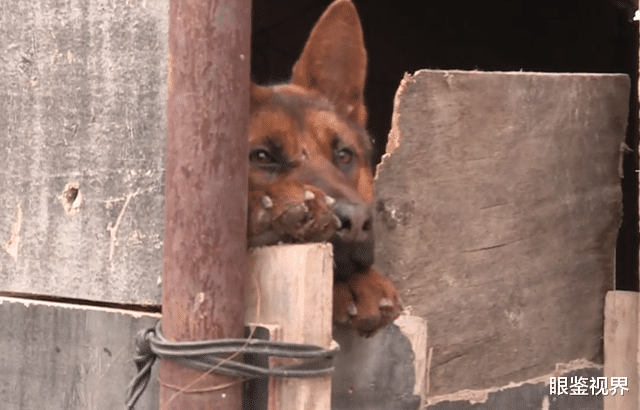 眼鉴视界 黑龙江肇东：家中养了2年的狗突然发狂，老人手臂直接被咬折