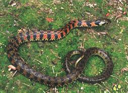 菜菜叶|红脖游蛇到底有没有毒?这种毒蛇有一些跟其他毒蛇不一样