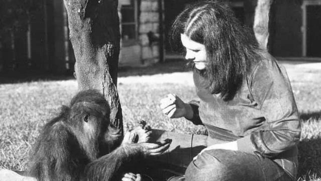  猩猩能与人结合繁衍后代吗？科学家主导实验，是何结果？