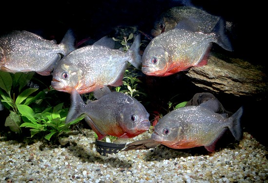 亚马逊水中霸主食人鱼，有什么样的生活习性呢！