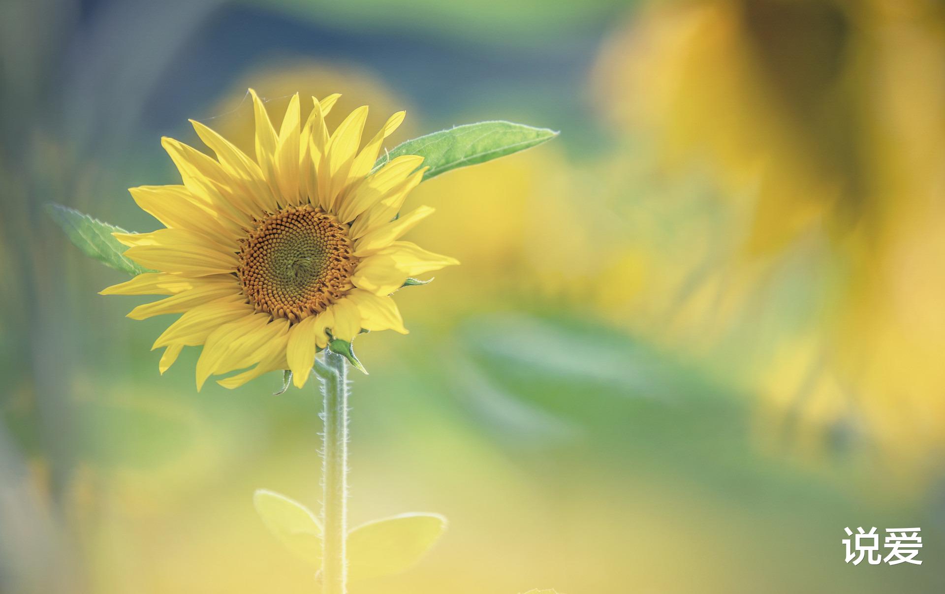 |女人这一生，只有这4件事要做，懂了也就不累了