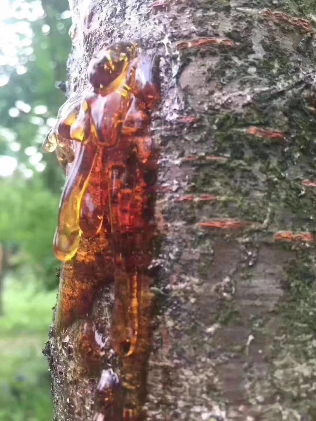 蜜蜡|蜜蜡有瑕疵又怎样?请放弃偏见