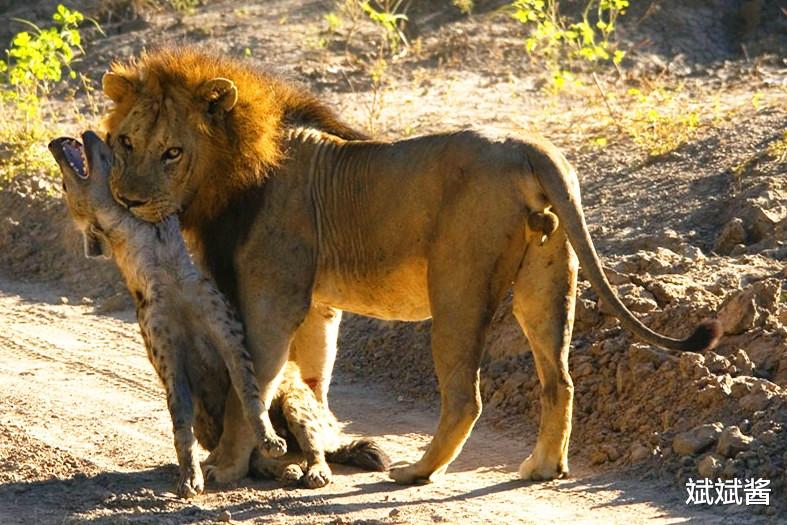 斌斌酱|鬣狗经常骚扰狮群，为何狮子不喜欢吃鬣狗？真相让人很意外。