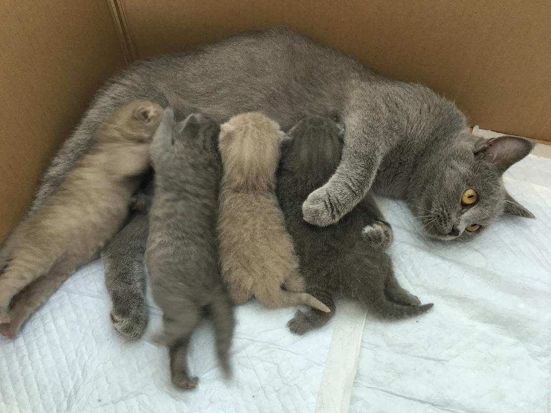 老虎 虎毒不食子，为什么有些母猫会吃掉自己的幼崽？