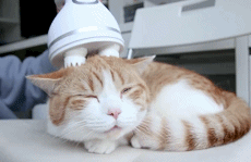 奔跑吧 精油护发配方 | 珍爱头发，远离毛叉