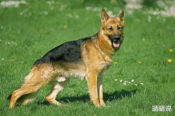 晴晴说|属狗人，很固执己见，性格也很孤僻！