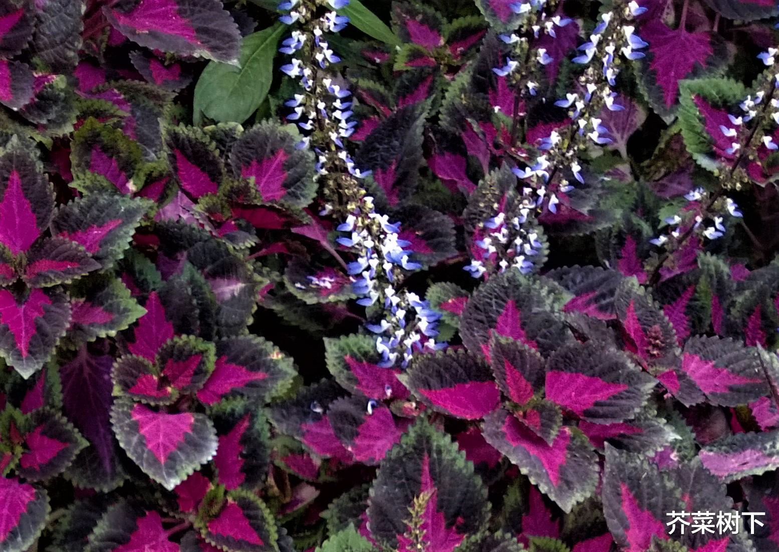 蛋糕|职场上这块蛋糕,到手不易,入口更难