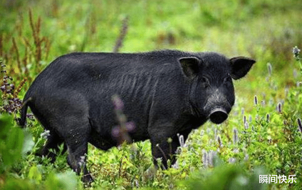 生肖|一家人有哪些生肖，7月下旬会心想事成，职场顺遂，事业翻倍好运