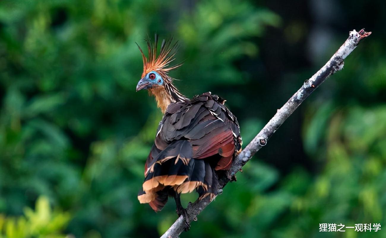 凯里·欧文 翅膀长有爪子？与始祖鸟类似？这种号称最原始的鸟类有多神奇？