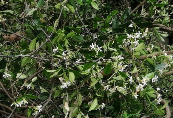 向阳园艺|开花很香的风车茉莉花，种在盆里也能爆开，阳台党必备花卉