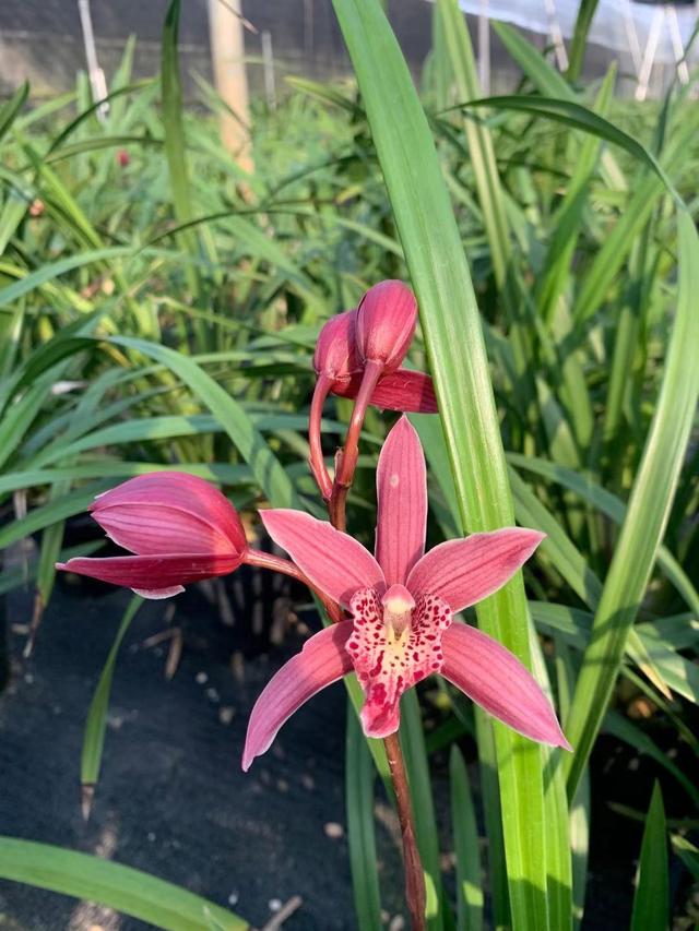 雅茗花坊|兰花中的“女神”——紫霞仙女，花色艳丽，兰香雅致，四季有花赏