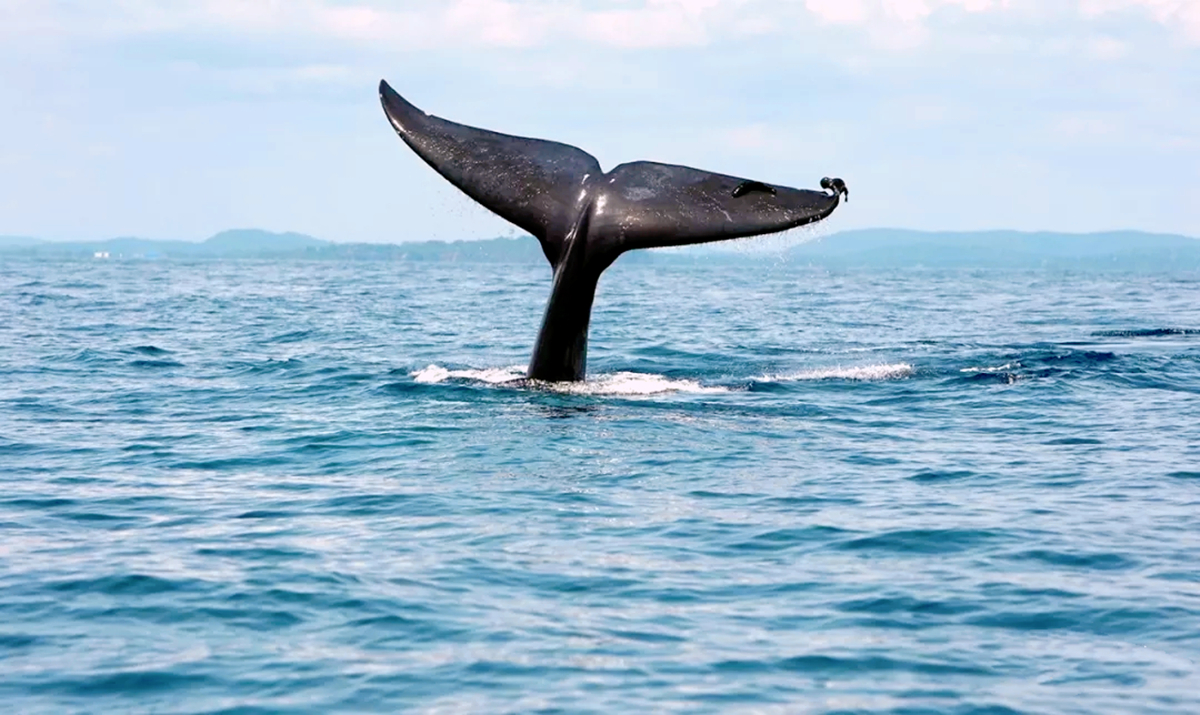 外星人 建在陨石坑里的城市，地广人稀，却有着汇聚13种鲸鱼的鲸鱼湾