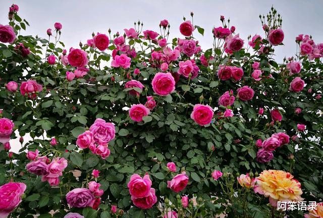 阿笨语录|进入9月，3种花要种起来了，早种早生长，来年开春就开花！