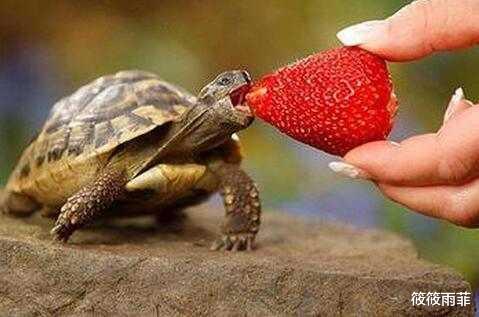 占卜 乌龟如果被人为撬开了壳，还能存活吗？可以活多久？