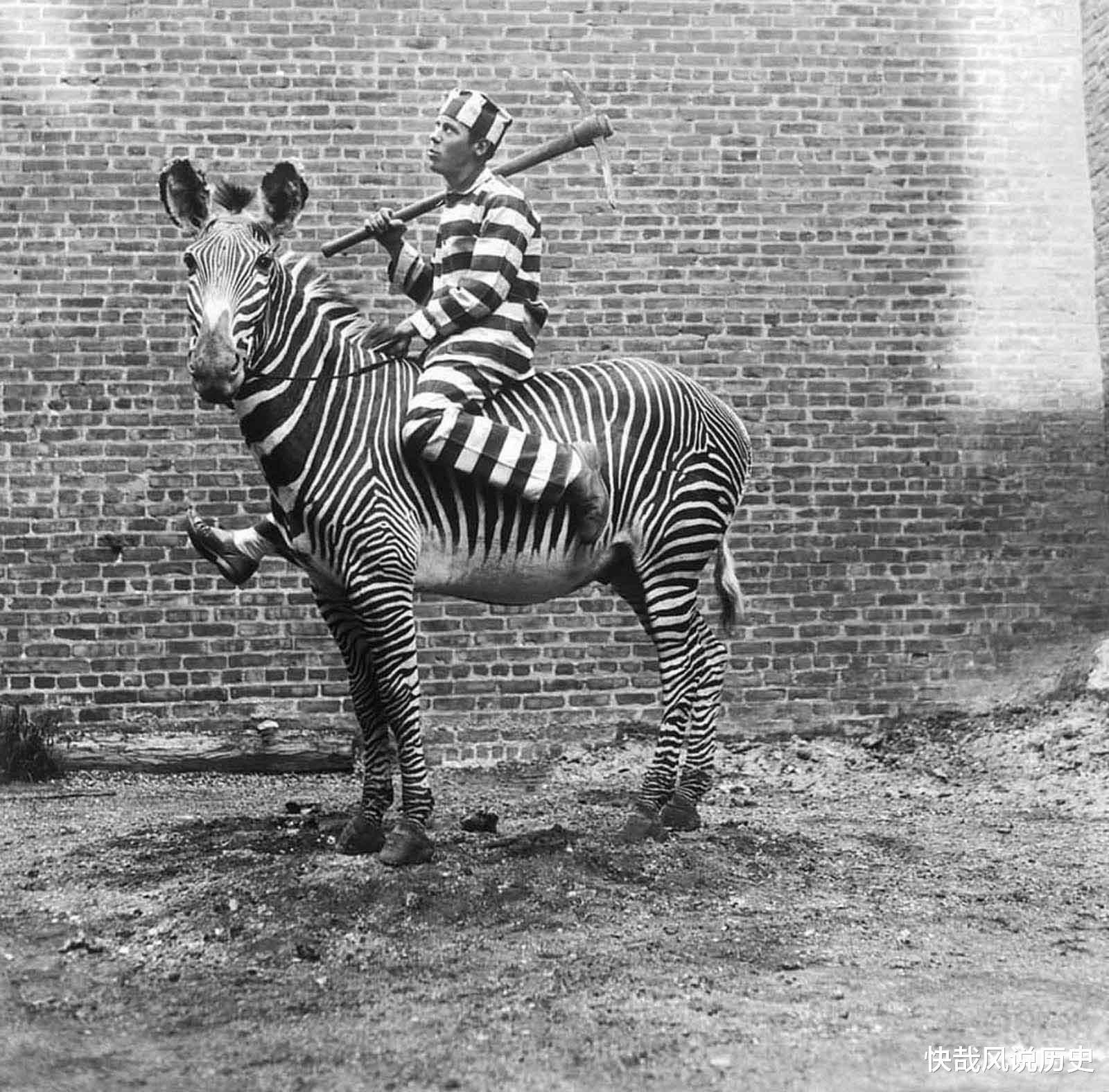 犀牛|为何历史上没出现斑马和犀牛骑兵?西方人试过了,结果很崩溃