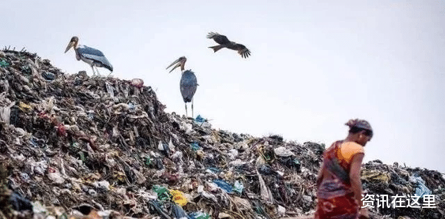 印度垃圾場養活瞭一種比人還大的鳥，當地人寧願撿垃圾也不會抓它當食物-圖3