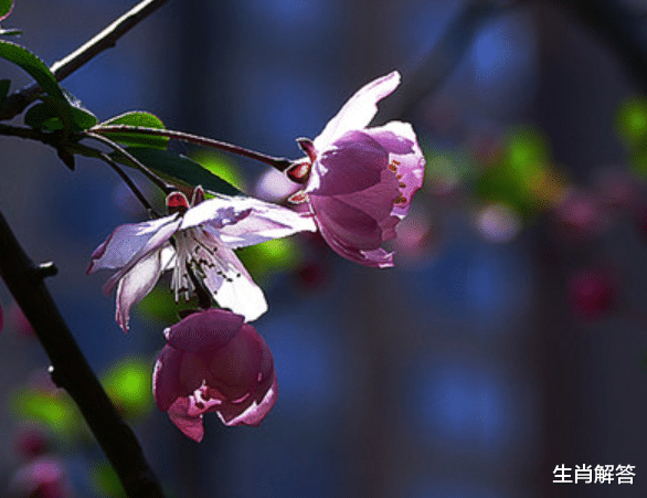生肖解答|8月底，旧爱难舍，满心期盼，重温旧梦，3生肖再续情缘，初心不变