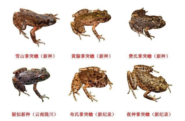 家有二宝育儿|罕见！广州海珠湿地公园发现稀有昆虫新物种，暗示了什么？需监督