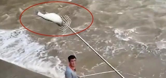 浙江一群男子火了,在海边开启抓鱼模式,那场面才叫一个壮观