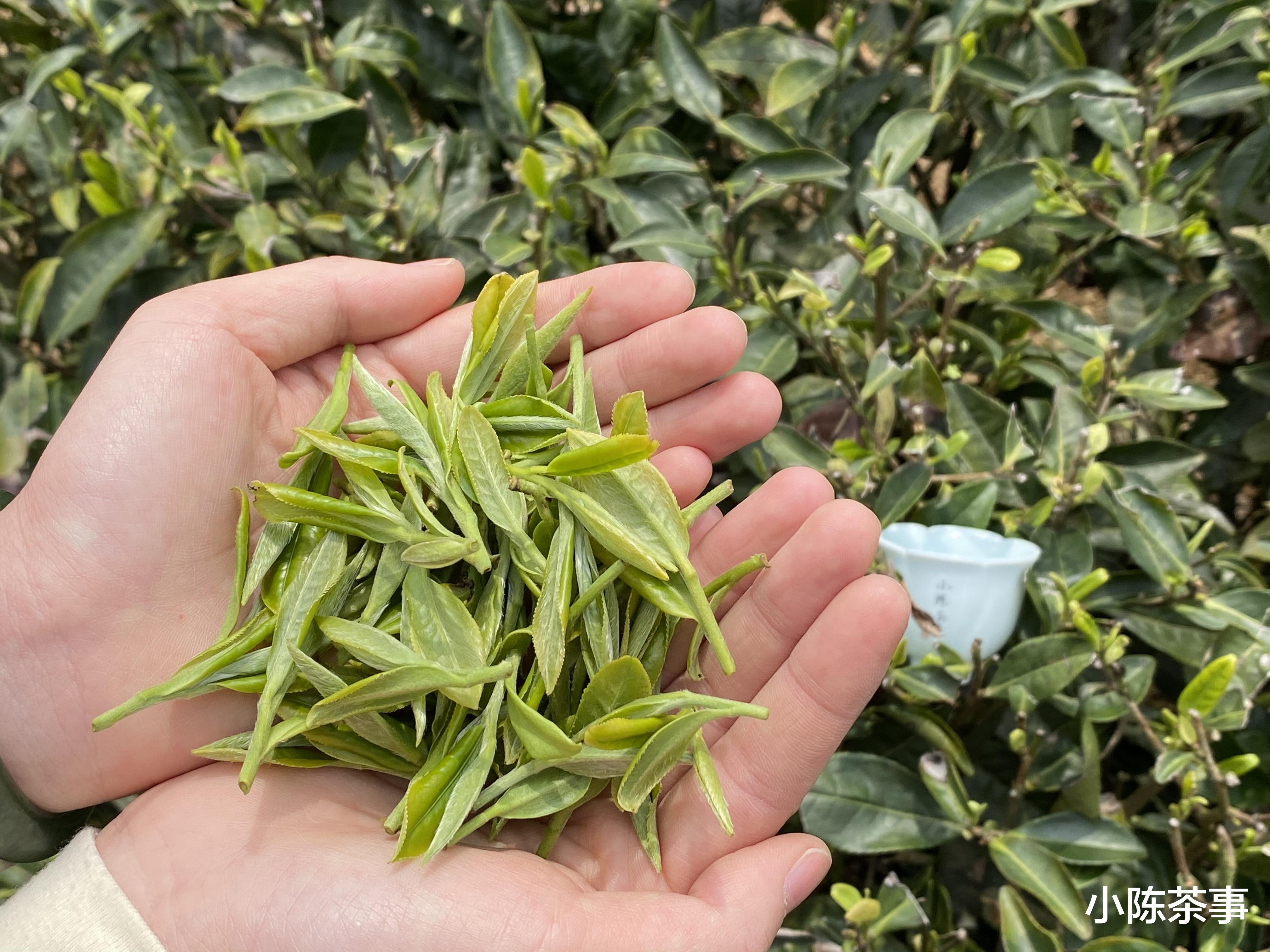 胆结石|无论绿茶、白茶、红茶，到底要不要洗茶？不同视角带你揭开谜底