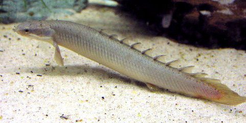 恐龙 盘点4种存活至今的史前生物，肆虐美国湖泊！