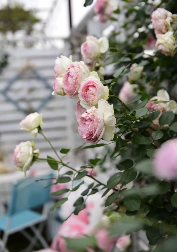 4年前，毫不犹豫买了这个带60㎡露台的房子，开始DIY改造小花园