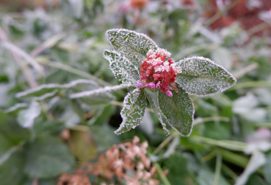 舜网 进入5月,心甜了,心动了,桃花朵朵开,迎合旧爱的生肖