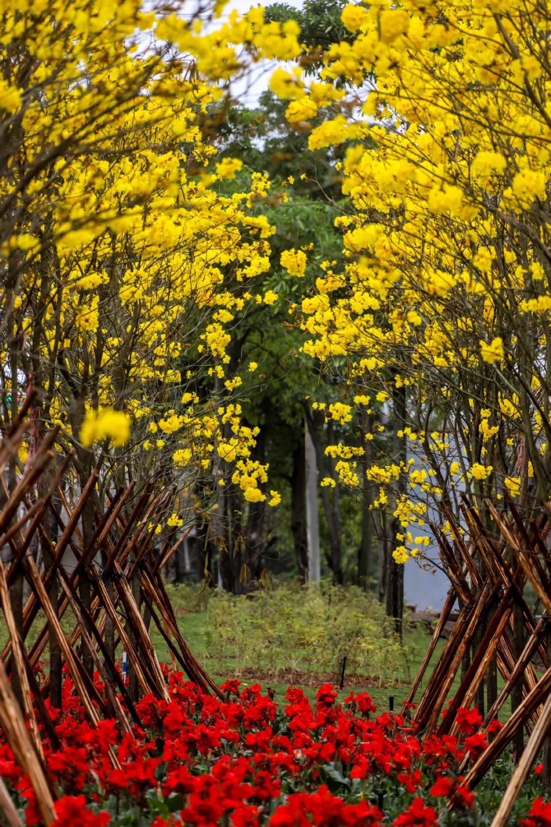 业主交流 太靓啦!珠海满城遍地“小黄花”!快快约起来!