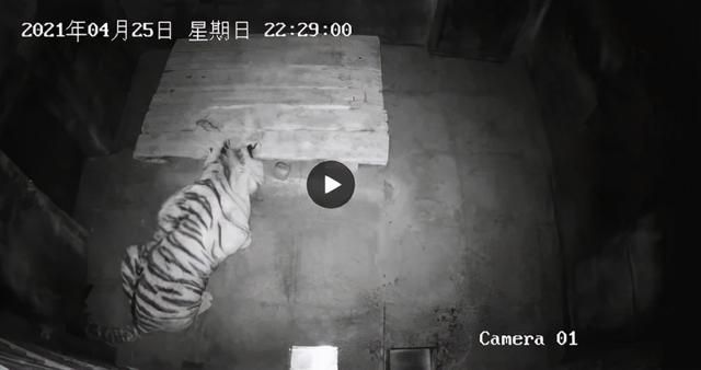 科普大世界 放虎归山！曾毁车伤人的“完达山1号”已放归！到底该不该这么做