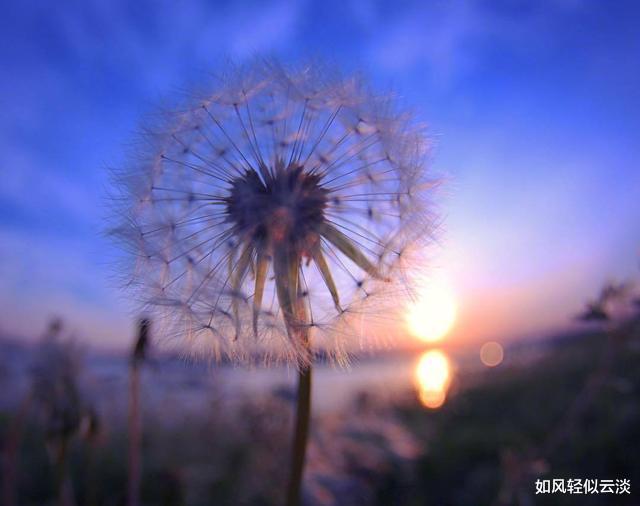 生肖|人在单位，不要做“软柿子”