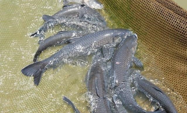 立冬|千岛湖百斤“青鱼王”频出，这些大鱼怎么生活的？活了多少年？