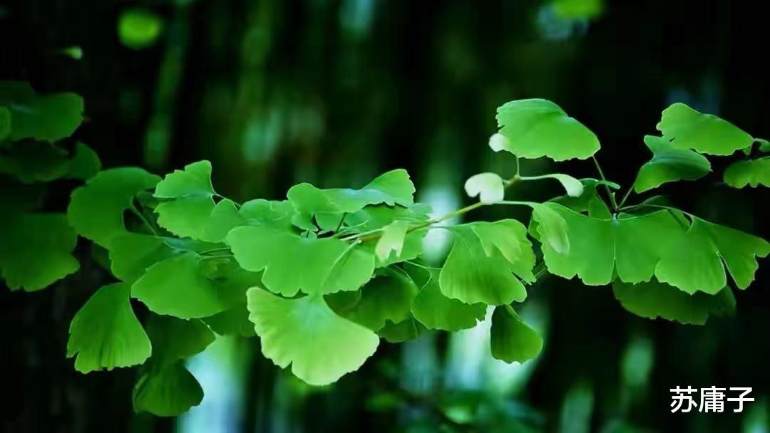 苏庸子 两性情感：容易招烂桃花的女人，身上往往有这几种特质