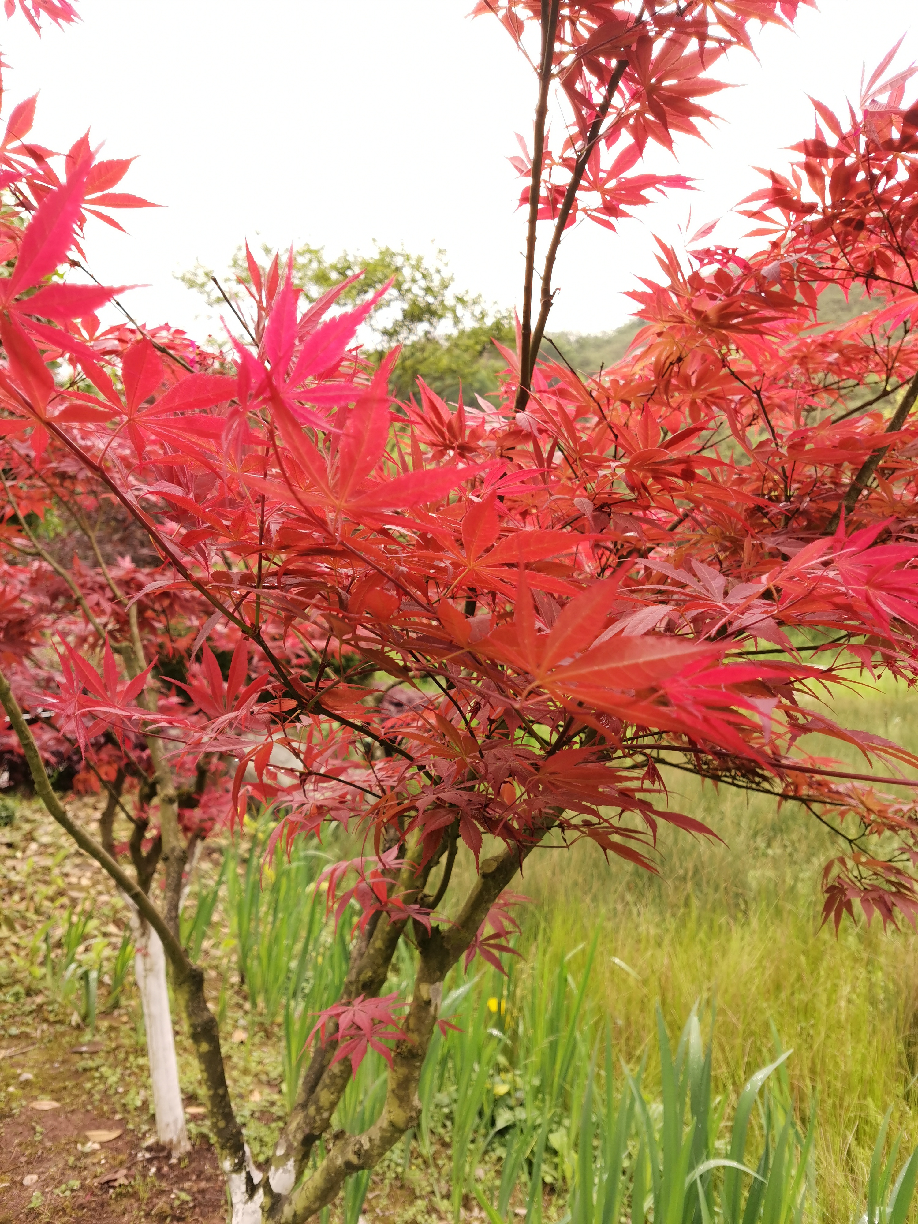 一介无用书生 开始(曾经的诗)