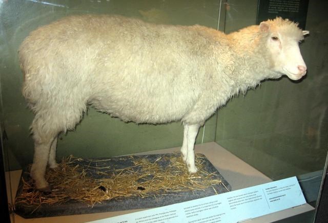 科学家 为啥现在很少提“克隆”了？多莉的一生看见答案，太可怜了